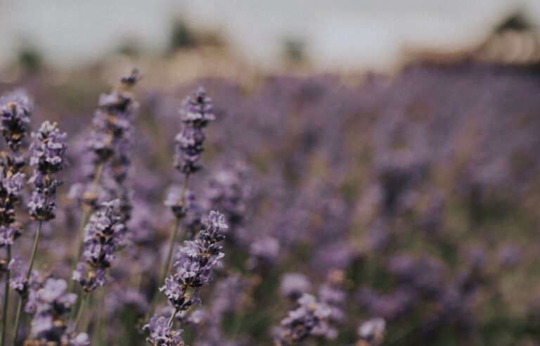 Lavender on the menu | Le Devoir