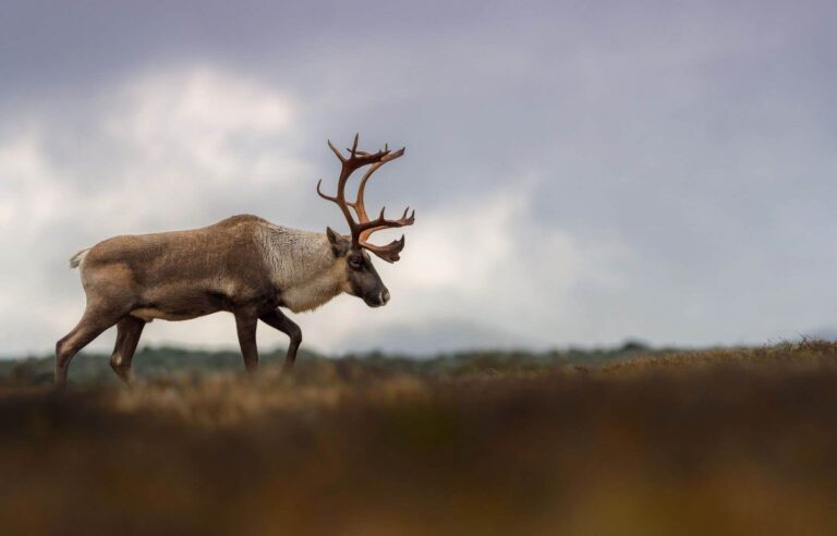 Legault government delays implementing three caribou protection areas recommended by its experts