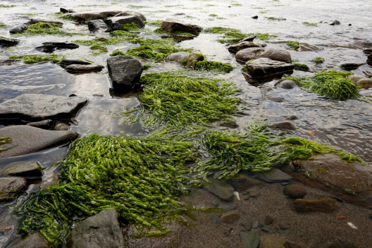 Local algae | The Saint-Laurent salt meadow