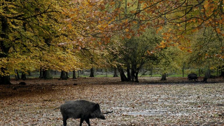 More than 40,000 signatories of a petition against the euthanasia of a young wild boar