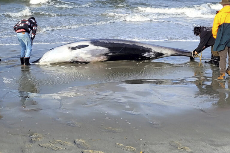 New Zealand | World’s Rarest Whale Washes Up on Beach