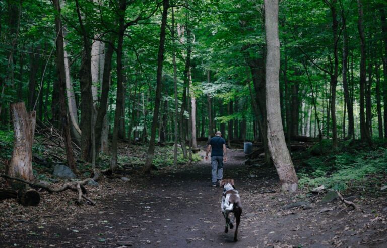 Off-leash dogs cause damage to urban forests