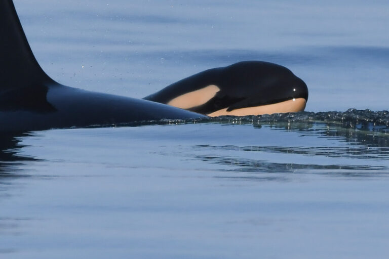 Orca survival threatened in British Columbia waters