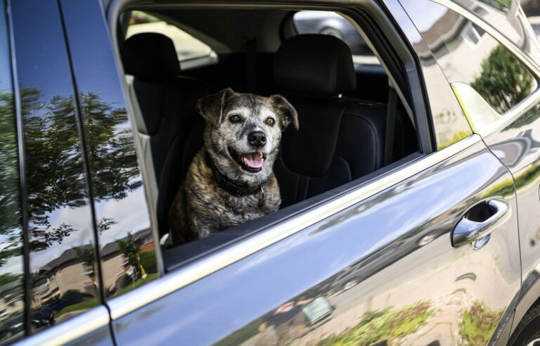 Ottawa backtracks on paperwork to enter U.S. with dog