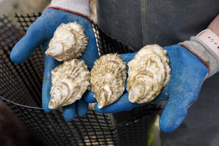 Parasite dangerous to oysters found in Prince Edward Island