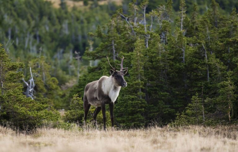 Quebec’s estimate of losses related to the decree protecting the woodland caribou called into question