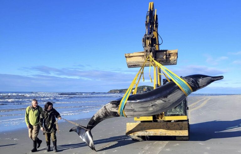 Rare whale species reportedly washed up on New Zealand beach