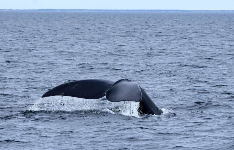 Rescue teams hope to disentangle right whale entangled in St. Lawrence River