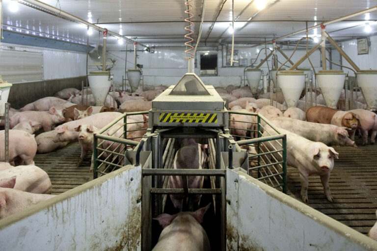 Ritual Slaughter of Animals | End of Application of Canadian Food Inspection Agency Rules