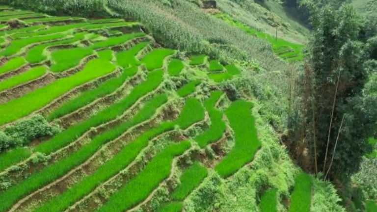 Sapa rice fields, fifty shades of green as far as the eye can see