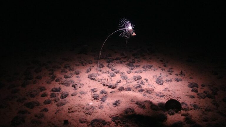 Scientists Discover Surprising ‘Black Oxygen’ in Deep Pacific Ocean