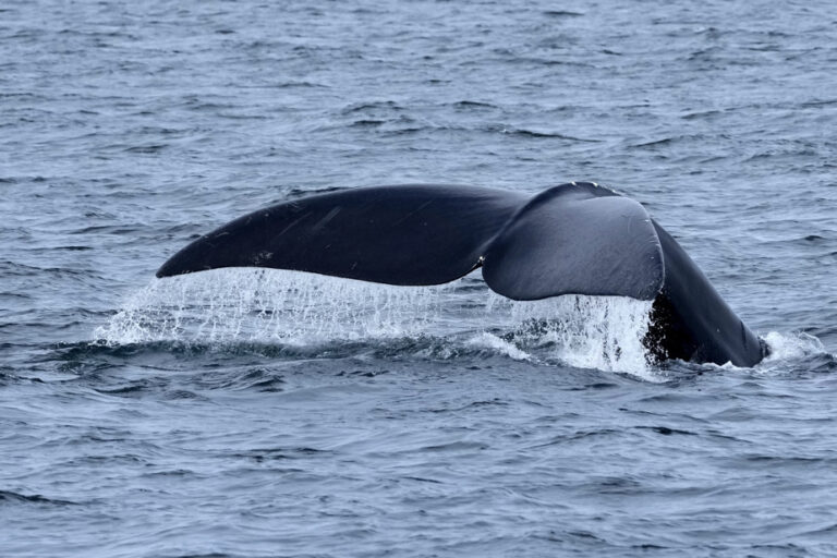 St. Lawrence River | Rescue teams hope to disentangle entangled right whale