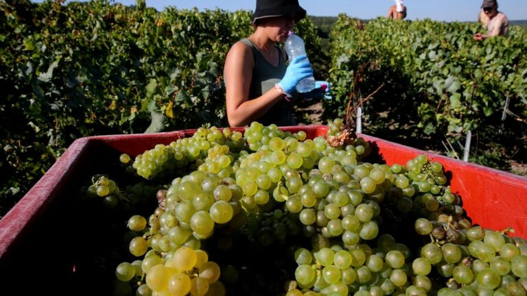 TRUE OR FALSE. Did the government really “suspend by decree” the weekly rest for agricultural workers in the run-up to the grape harvest?