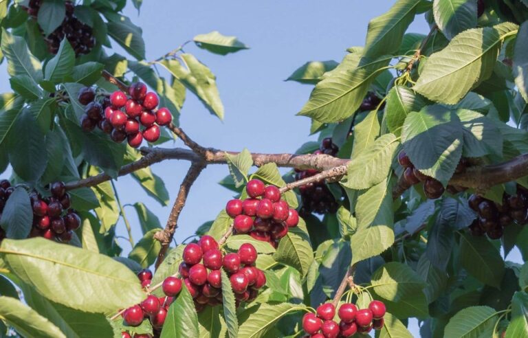 The Okanagan Valley is particularly suffering from the oppressive heat