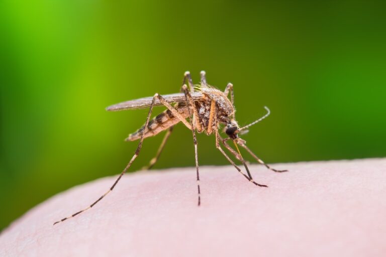 The human factor | Ecological fight against mosquitoes: myth or reality?