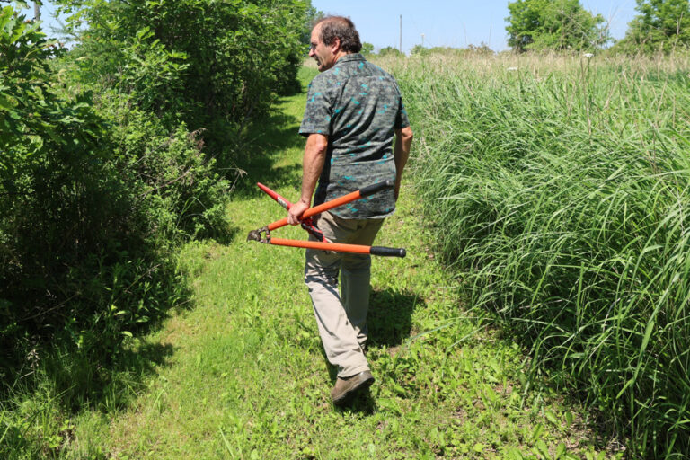 The man who plants rare trees in Quebec