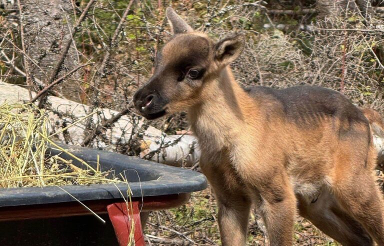 The reproduction in enclosures of the highly endangered caribou of Charlevoix and Gaspésie has made it possible to add 15 fawns