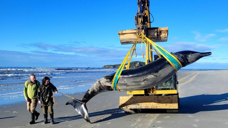 Three things to know about the Travers’ beaked whale, “the rarest in the world”, one of which washed ashore in New Zealand