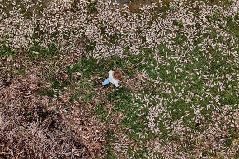 Tons of dead fish surface in western Mexico