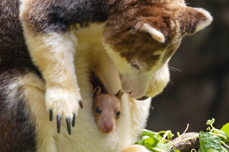 Tree kangaroo shows up at Bronx Zoo