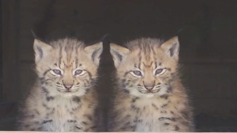 Two lynx babies were born in Dunkirk