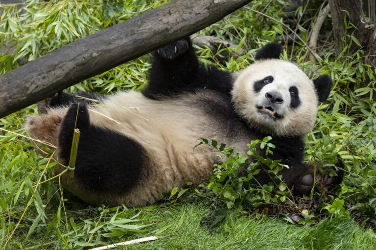 Two new pandas at the San Diego Zoo