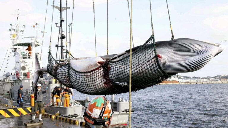 Which countries still practice whaling, even though it has been banned since 1986?