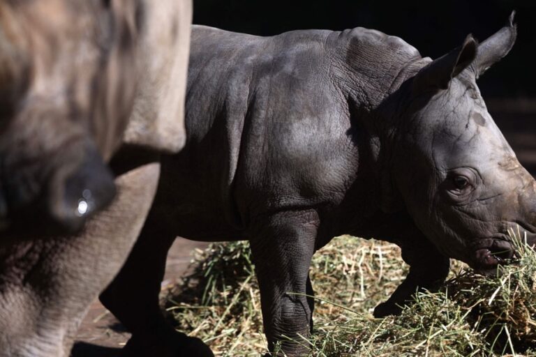 White rhinoceros born in Chilean zoo