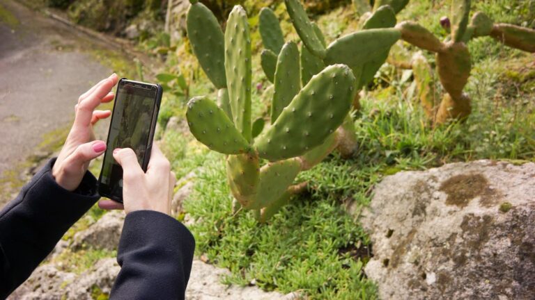 With AI, smartphones identify trees and monuments