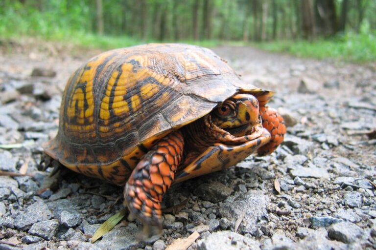 Woman intercepted in kayak with 29 turtles near Quebec