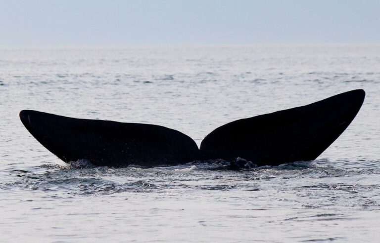 Young black whale entangled in the St. Lawrence Estuary