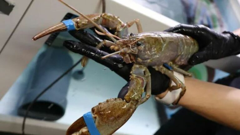 an albino lobster caught in the English Channel now collected at the Cité de la Mer