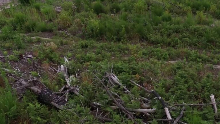 the reopening of the forest of La Teste-de-Buch under high surveillance