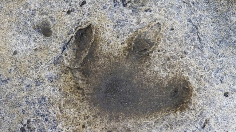 10-year-old girl discovers 200 million-year-old dinosaur footprints