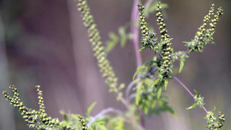 12 departments remain on red alert due to ragweed pollen