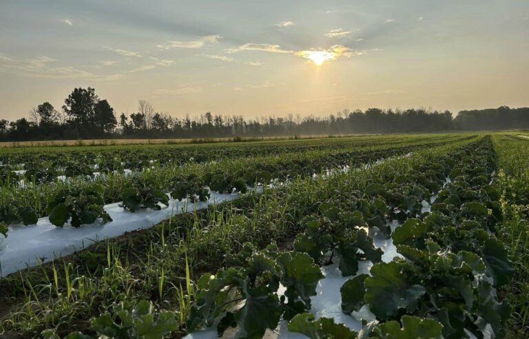 A Montérégie farm specializes in the production of kiwis