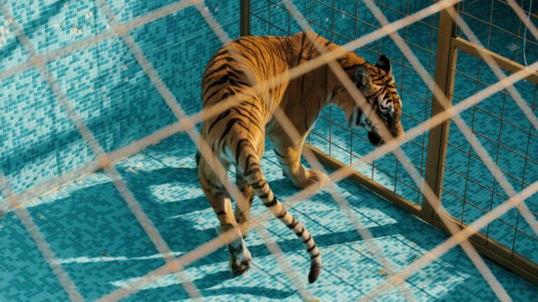 A couple in turmoil on the trail of a tigress who escaped from a zoo