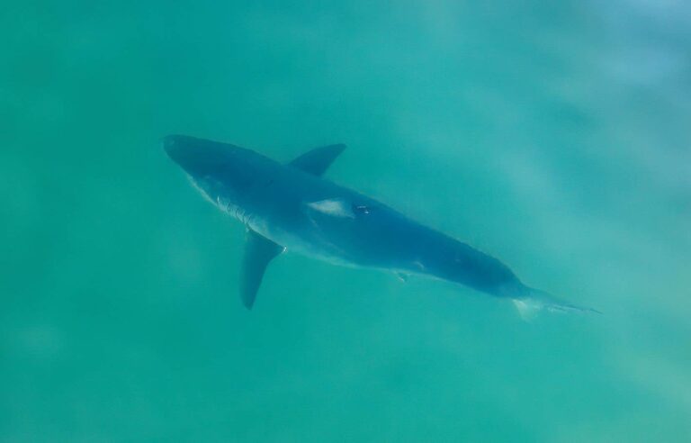 A great white shark in known waters in the St. Lawrence River