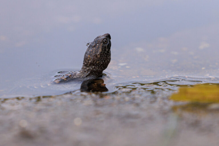 A helping hand for snapping turtles