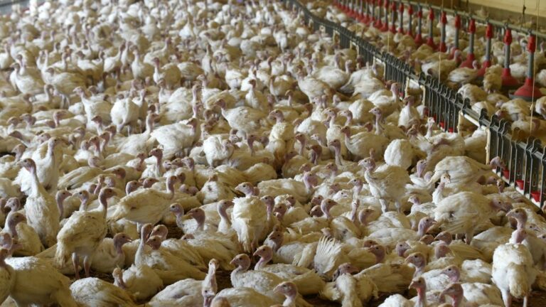 A new outbreak of avian flu detected in a turkey farm in Morbihan