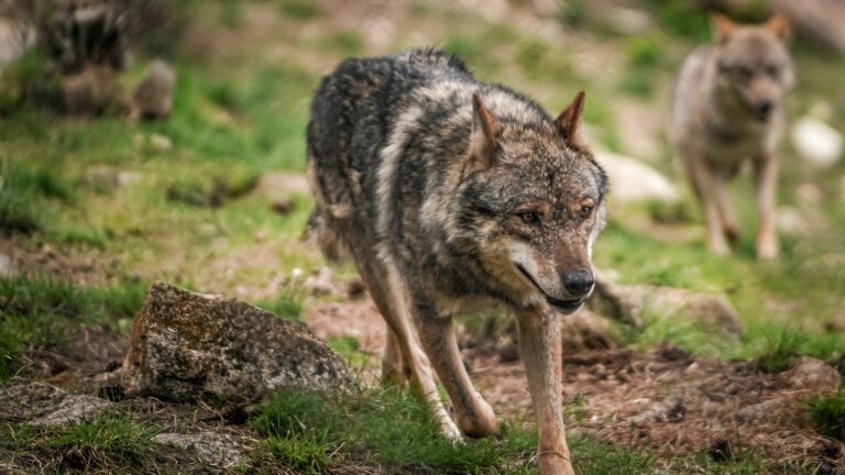 A she-wolf shot dead in Doubs after several attacks on herds since the beginning of the year