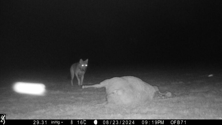 A wolf photographed in Saône-et-Loire after three attacks on a herd