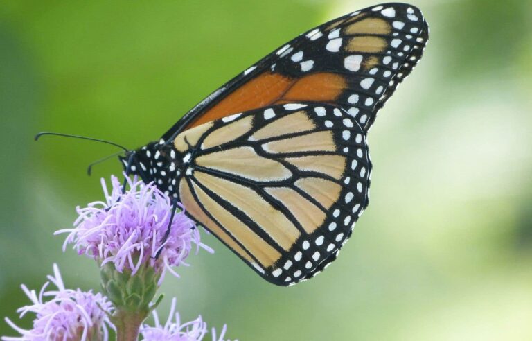 Actions to help monarchs, a butterfly species considered endangered