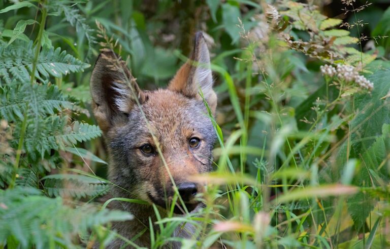 After the caribou, the wolf of discord between Quebec and Ottawa?