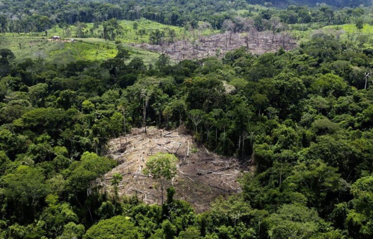 Amazon deforestation in Brazil to slow by half between 2023 and 2024