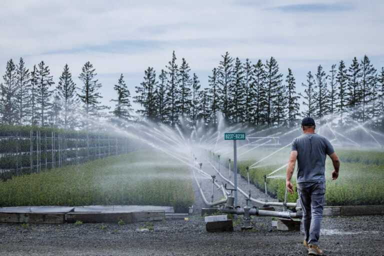 At the heart of the province’s forest nursery