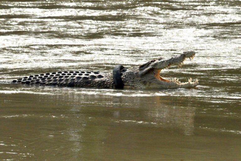 Australia | Human remains found in crocodile