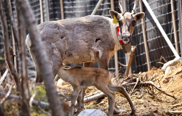 Benoit Charette refuses to comment on the project to build wind turbines in caribou habitat