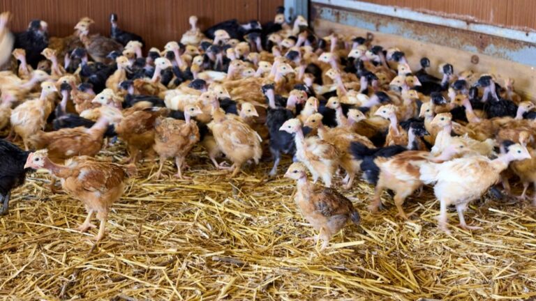 Bird flu outbreak detected in poultry farm in Ille-et-Vilaine