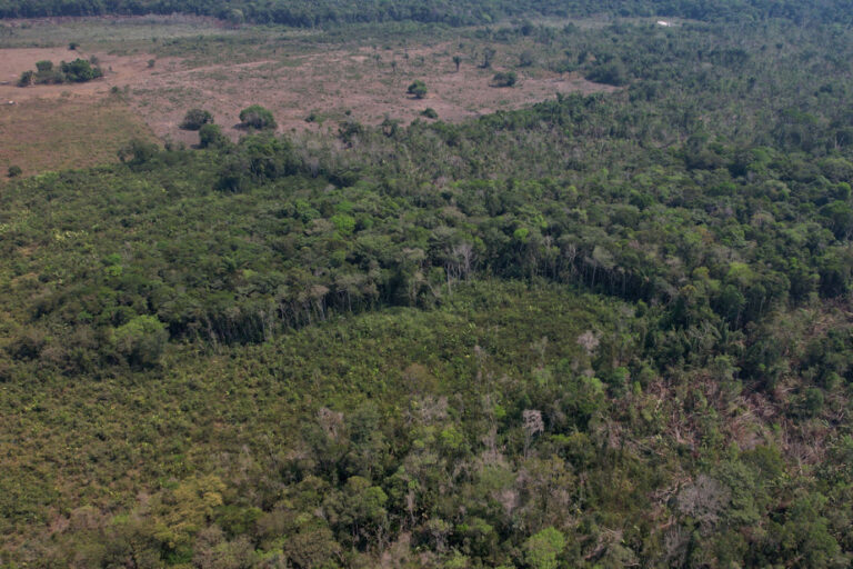 Brazil | Amazon rainforest deforestation slowed by half in one year